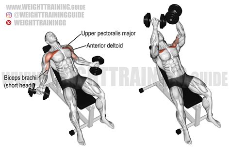 Dumbbell Flys Video Exercise Guide